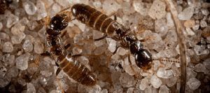 Pueden las termitas destruir o penetrar el concreto