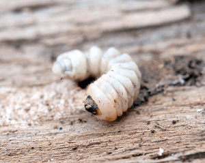 Ciclo de vida de la carcama - larvas