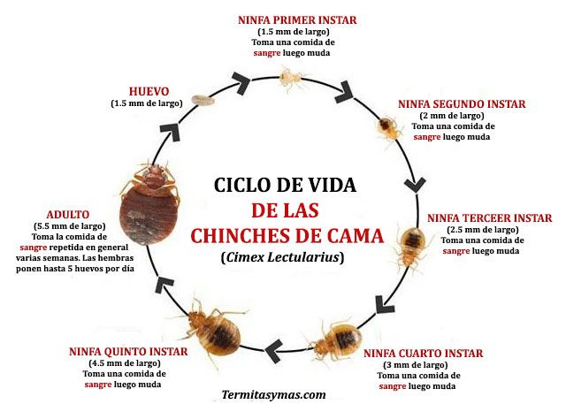 ciclo de vida de las chinches