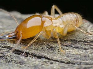 Imágenes de termitas