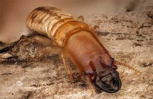 Fotos de termitas