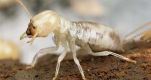 Fotos de termitas