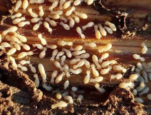 fotos de termitas