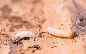 Insectos que comen madera - Carcomas