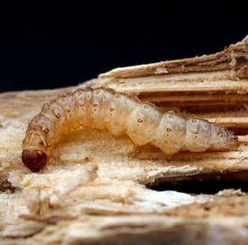 ✓ Carcomas y termitas: Insectos que comen madera
