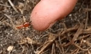 Las termitas pican a los humanos y los animales