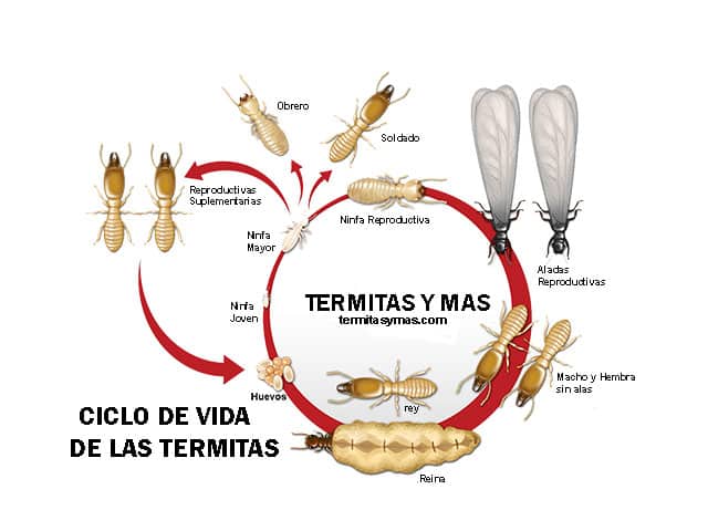ciclo de vida de las termitas