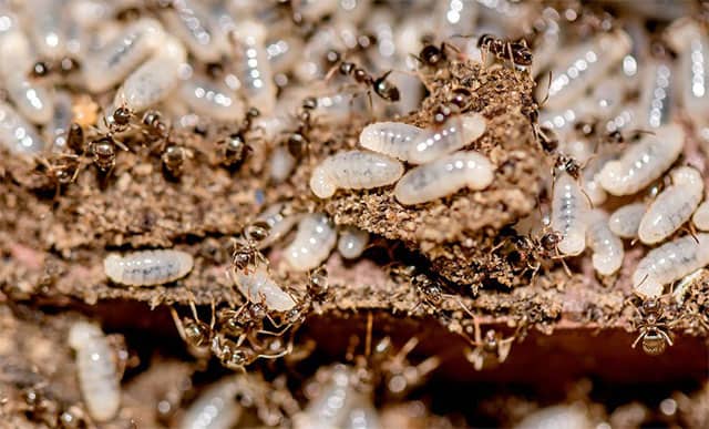 larvas de termitas
