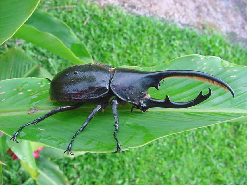 Escarabajo Hércules
