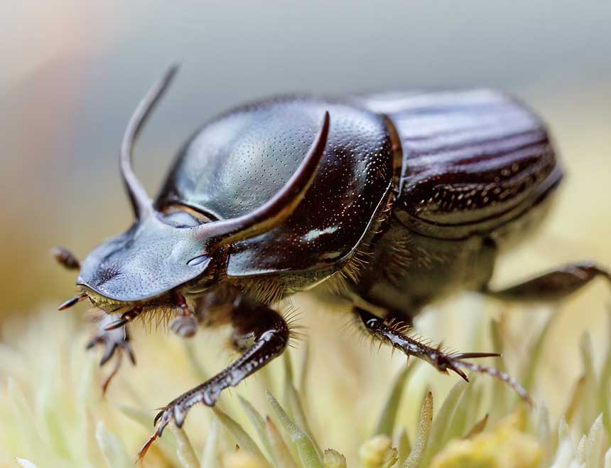 Escarabajo Pelotero