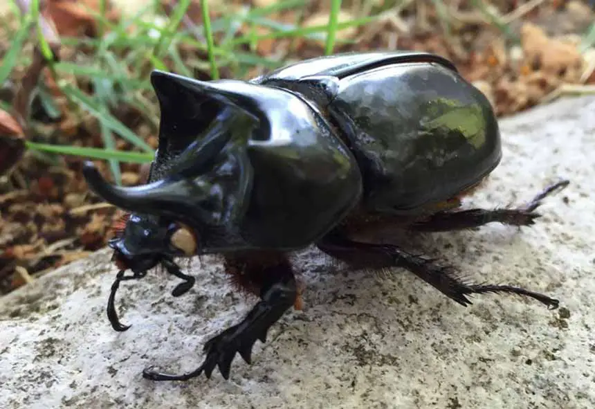 Escarabajo Rinoceronte Buey