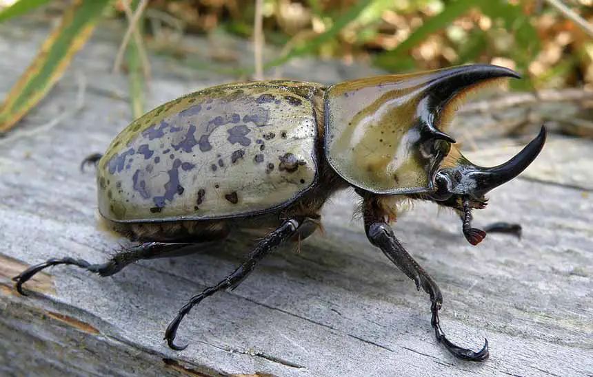 Escarabajo-Rinoceronte Hércules Oriental