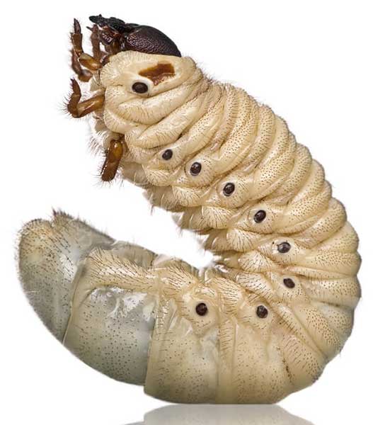 Larva de escarabajo Hércules