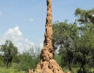 Montículo-de-termita_Termitero
