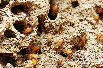 Termitas: Soñar con termitas, comejen