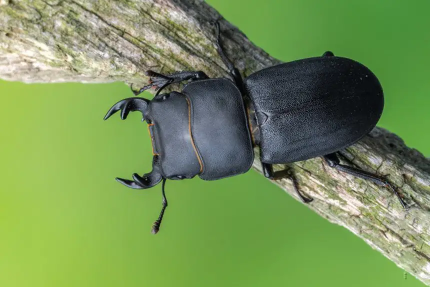 Escarabajo ciervo volantemenor/dorcus-parallelipipedus