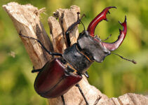 Escarabajo ciervo volante