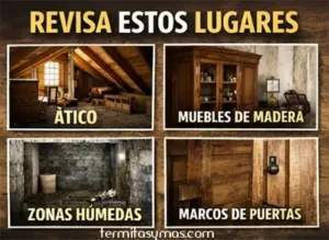 Lugar donde puedes encontrar termitas