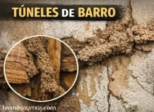 Túneles de barro hechos por termitas
